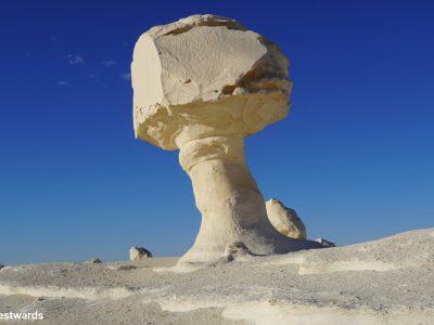 20250126-White-Desert-Mushroom-chicken-DSC07419-WP